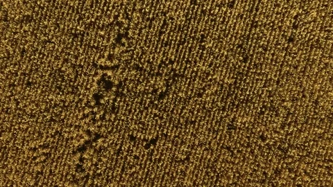 Wheat arranging in tight parallel rows. Rye forming neat golden pattern. Barley 動画素材 332219808