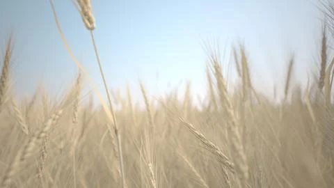 Wheat in august Stock Photos