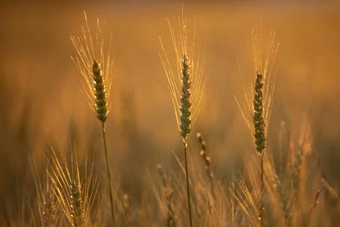 Wheat background with cereal crop. Wheat background and ripe grain. Wheat b.. Stock Photos
