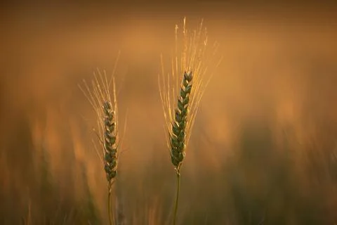 Wheat background in crop field. Wheat background with grain crop. Wheat backg Stock Photos
