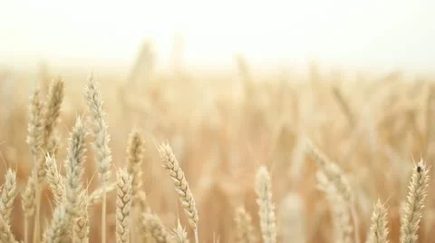 Wheat Background Vidéo 11282380