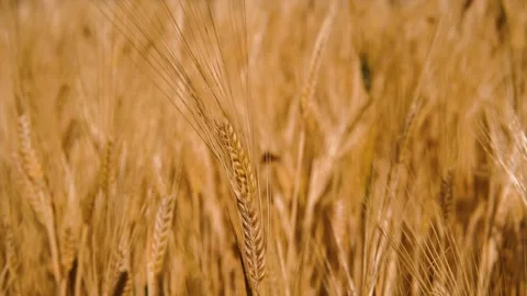 Wheat background Stock Footage 156988536