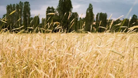 Wheat background Stock Footage 156988537