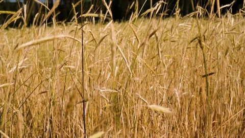 Wheat background Stock Footage 156988552