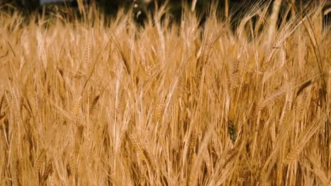 Wheat background Stock Footage 156988666