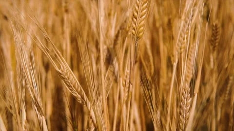Wheat background Stock Footage 156988694