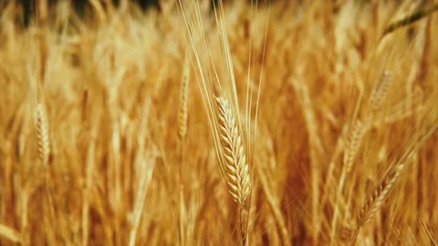 Wheat background Stock Footage 157027227