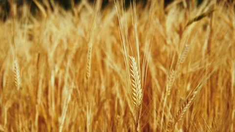 Wheat background Stock Footage 157027236