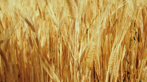 Wheat background Stock Footage 157027368