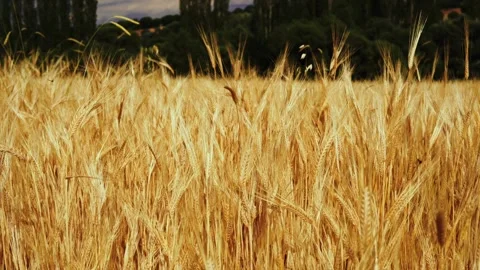 Wheat background Stock Footage 157027386