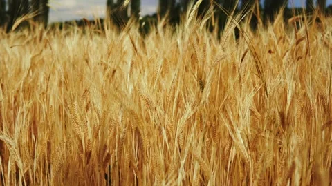 Wheat background Stock Footage 157027428