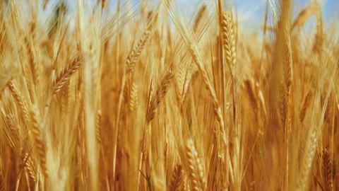 Wheat background Stock Footage 157027584