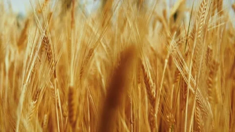 Wheat background Stock Footage 157027585