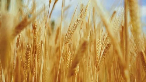 Wheat background Stock Footage 157027592