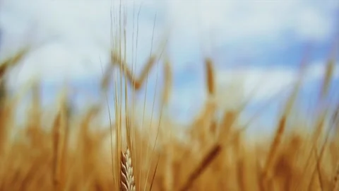 Wheat background Stock Footage 157027721