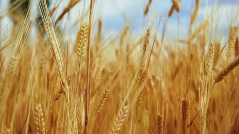 Wheat background Stock Footage 157027809