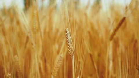 Wheat background Stock Footage 157454191