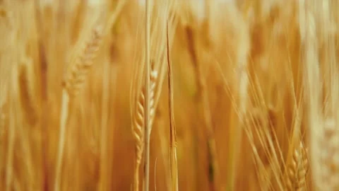Wheat background Stock Footage 157454232