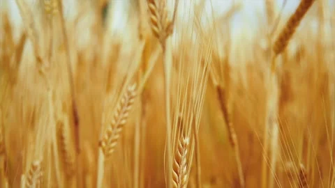 Wheat background Stock Footage 157454347