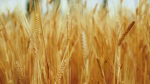Wheat background Stock Footage 157454628