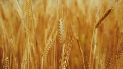Wheat background Stock Footage 157455071