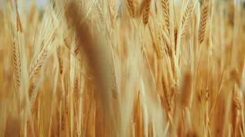 Wheat background Stock Footage 157455074