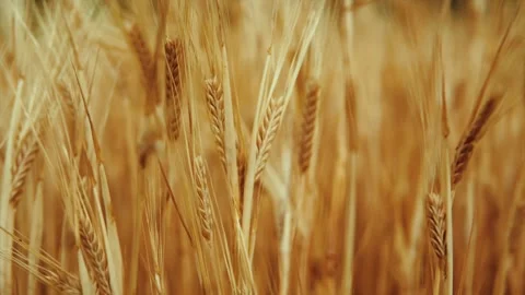 Wheat background Stock Footage 157455118