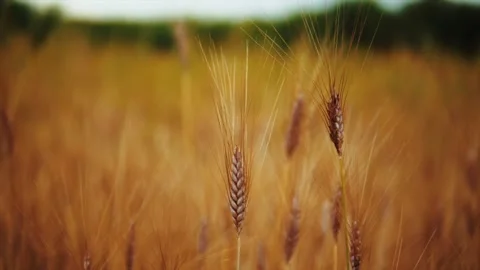 Wheat background Stock Footage 157455329
