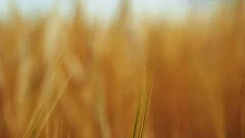 Wheat background Stock Footage 157455331