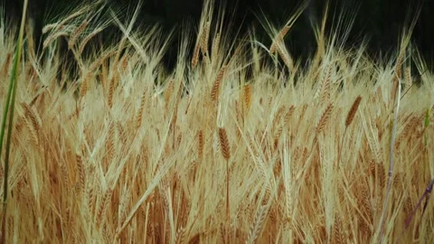 Wheat background Stock Footage 157455433