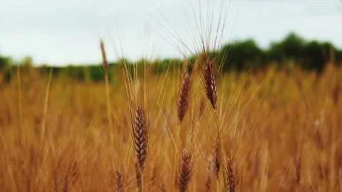 Wheat background Stock Footage 157455459