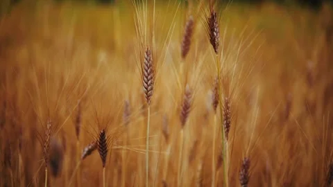 Wheat background Stock Footage 157455516