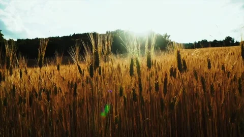 Wheat background Video stock 158380036