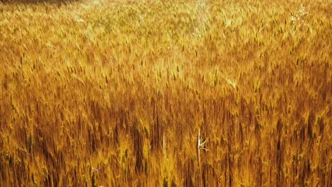 Wheat background Video stock 158380065