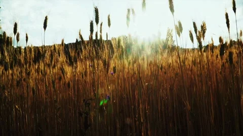 Wheat background Stock Footage 158380176