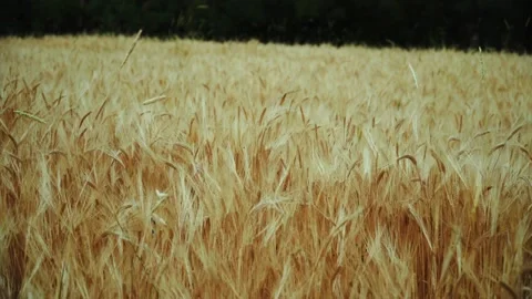 Wheat background Video stock 158380231