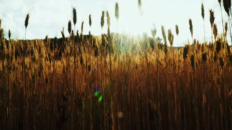Wheat background Video stock 158380293