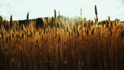 Wheat background Video stock 158380426