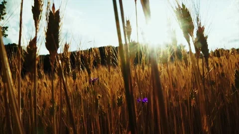 Wheat background Video stock 158380576