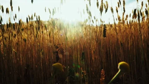 Wheat background Video stock 158380605