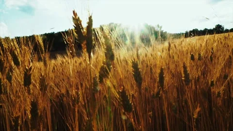 Wheat background Video stock 158380872