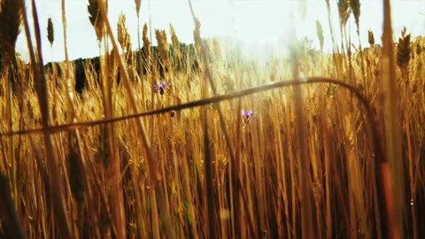 Wheat background Video stock 158380960