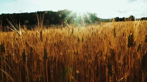 Wheat background Video stock 158381268