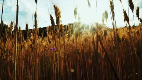 Wheat background Video stock 158381336