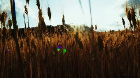 Wheat background Video stock 158381441