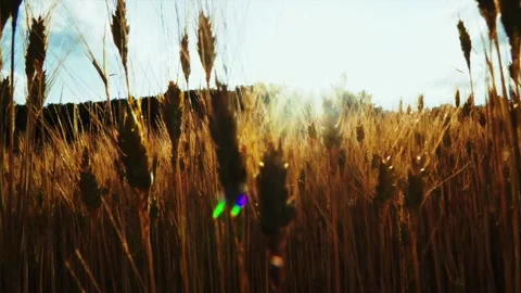 Wheat background Video stock 158381524