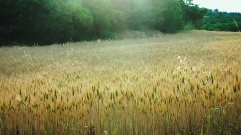 Wheat background Video stock 158381837