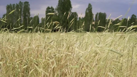 Wheat background Video stock 158381876