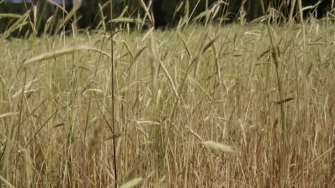 Wheat background Video stock 158382062