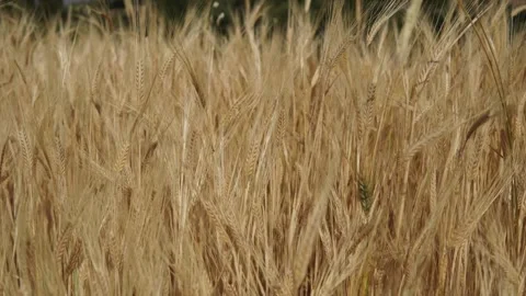 Wheat background Stock Footage 158382438